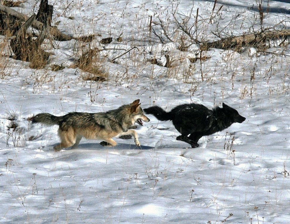 Ð§Ð¾ÑÐ½Ñ Ñ ÑÑÑÑ Ð²Ð¾ÑÐº. ÐÐ»ÑÑÑÑÐ°ÑÑÑÐ½Ð°Ðµ ÑÐ¾ÑÐ°. ÐÑÑÐ½ÑÑÐ°: Dan Stahler, courtesy of UCLA. www.livescience.com 