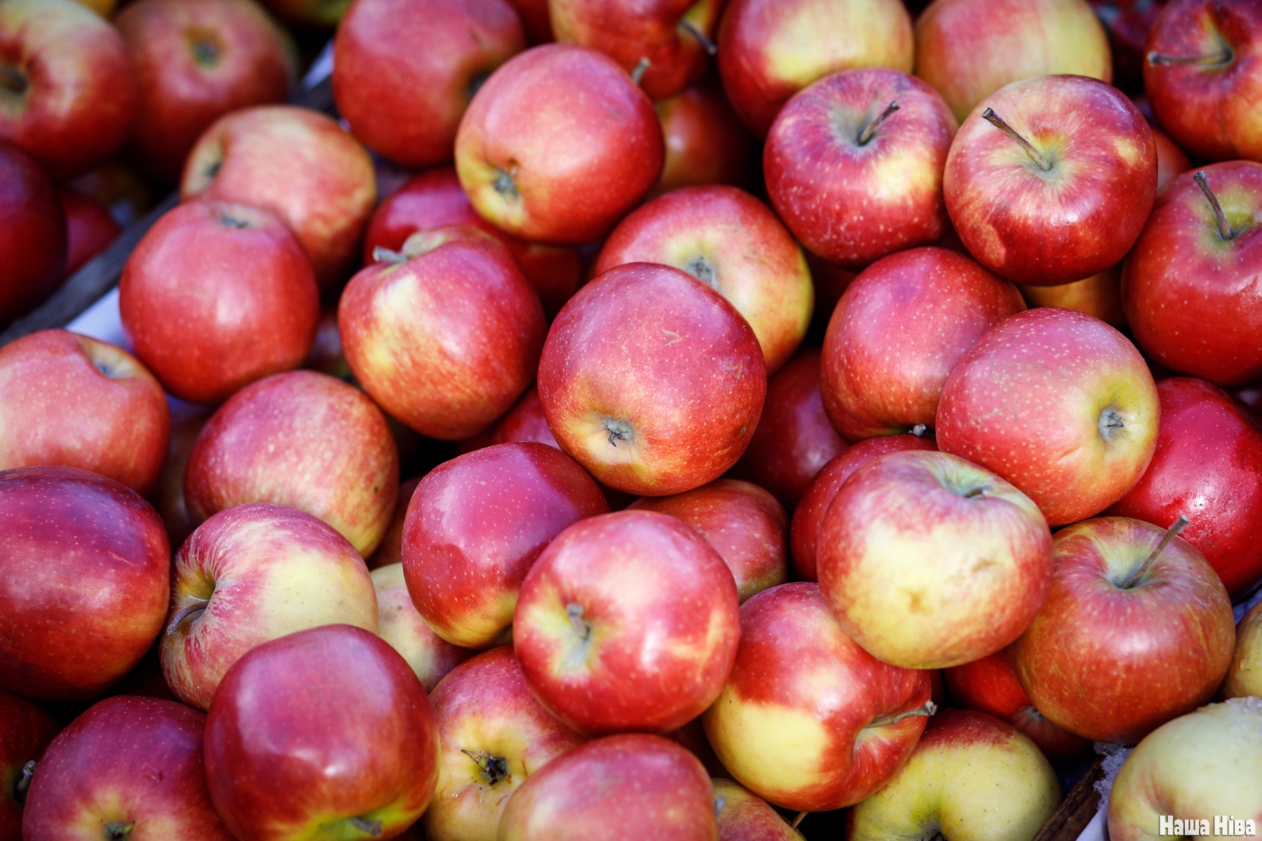 ÐÐ»ÑÑÑÑÐ°ÑÑÑÐ½Ð°Ðµ ÑÐ¾ÑÐ°