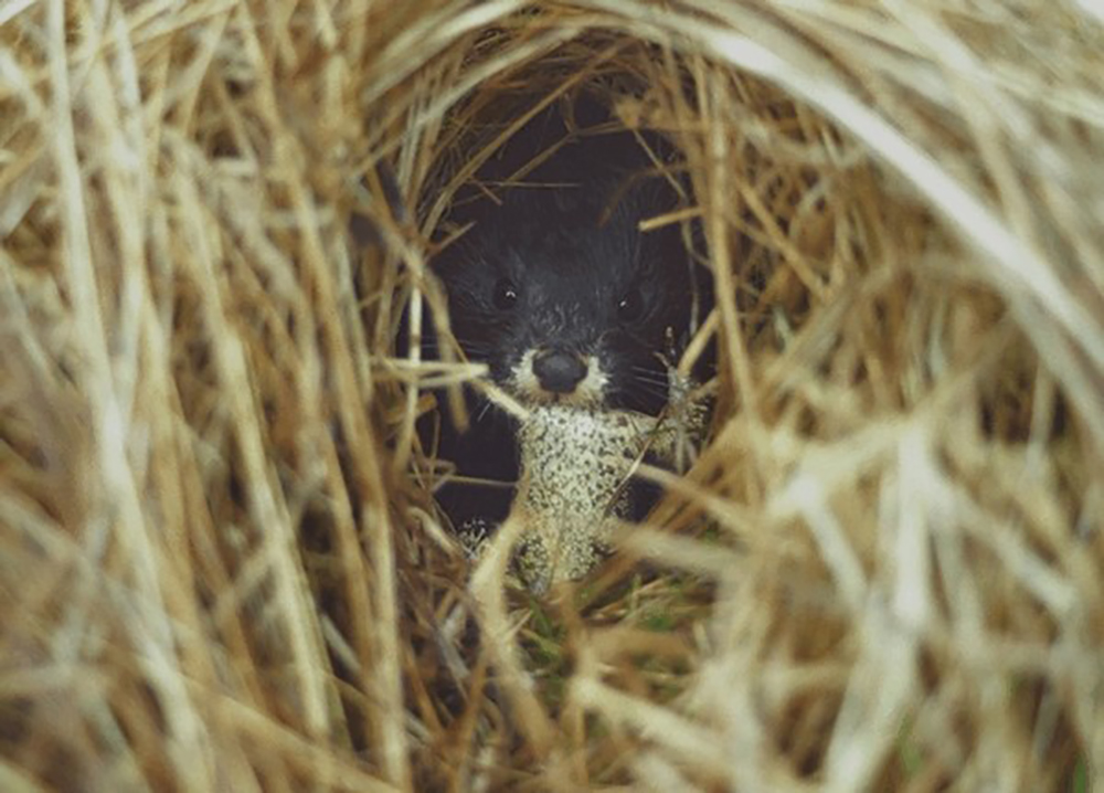 ÐÐ²ÑÐ¾Ð¿ÐµÐ¹ÑÐºÐ°Ñ Ð½Ð¾ÑÐºÐ°. Ð¤Ð¾ÑÐ¾ - ÐÐ°Ð´Ð¸Ð¼ Ð¡Ð¸Ð´Ð¾ÑÐ¾Ð²Ð¸Ñ, ÐÐ¸ÑÐµÐ±ÑÐºÐ°Ñ Ð¾Ð±Ð».