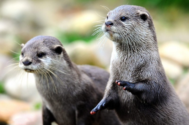 ÐÐ°Ð¿ÑÐºÐ°Ñ Ð±ÐµÑÐºÐ¾Ð³Ð¾ÑÐ½Ð°Ñ Ð²ÑÐ´ÑÐ°