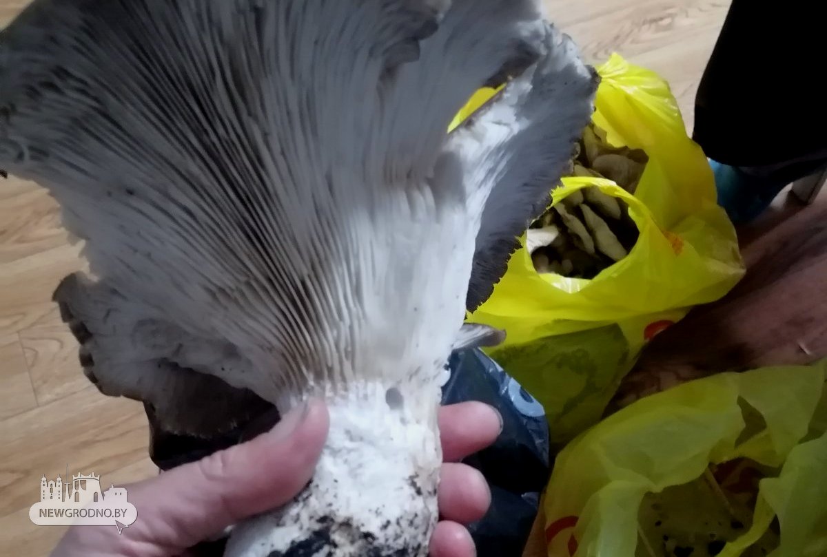 Ð¤Ð¾ÑÐ° - newgrodno.by