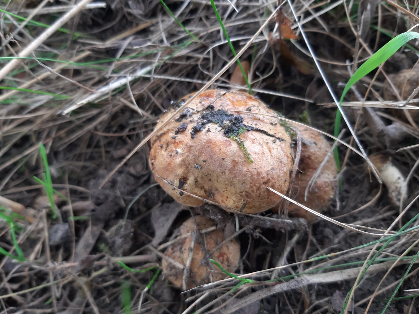 ÐллÑÑÑÑаÑивное изобÑажение