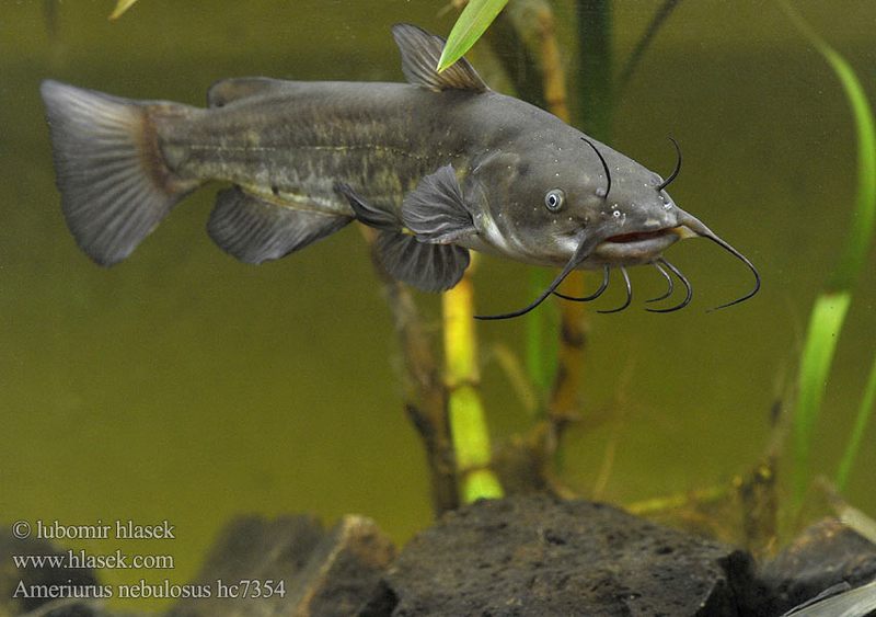 ÐÐ¼ÐµÑÐ¸ÐºÐ°Ð½ÑÐºÐ¸Ð¹ ÑÐ¾Ð¼Ð¸Ðº