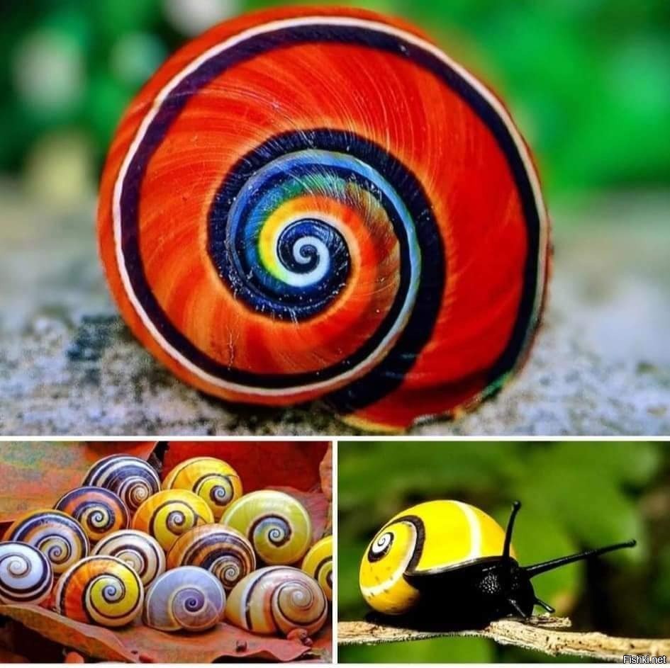 Ð Ð°ÐºÐ¾Ð²Ð¸Ð½Ñ Ð´ÑÐµÐ²ÐµÑÐ½Ð¾Ð¹ ÑÐ»Ð¸ÑÐºÐ¸ Polymita 