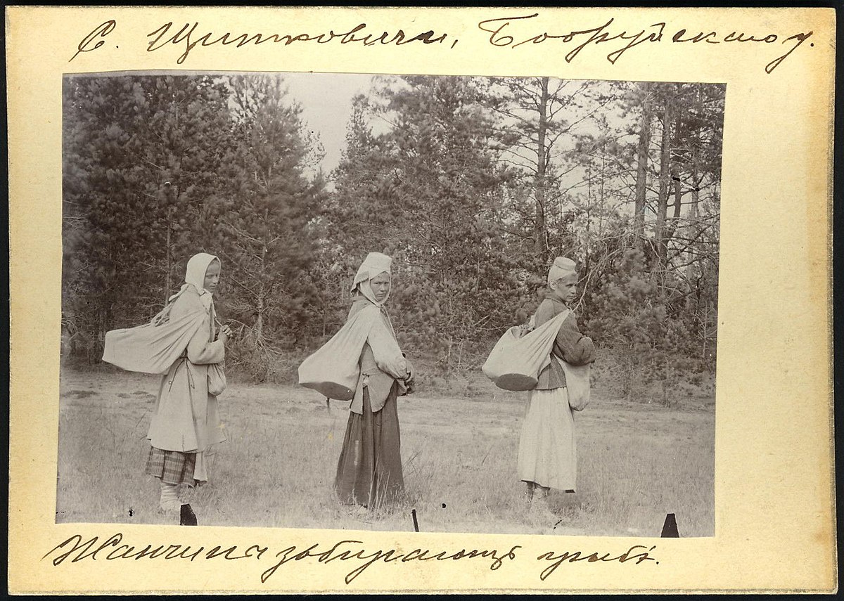 ÐенÑÐ¸Ð½Ñ ÑобиÑаÑÑ Ð³ÑÐ¸Ð±Ñ Ð² деÑевне ЩиÑаковиÑи (СÑаÑодоÑожÑкий Ñайон, бÑвÑий ÐобÑÑйÑкий Ñезд). Ðз коллекÑии ÐÑаака СеÑбова, 1911-1912 (ÐилÑнÑÑ, ÐиÑва). ФоÑо â ÐикипедиÑ