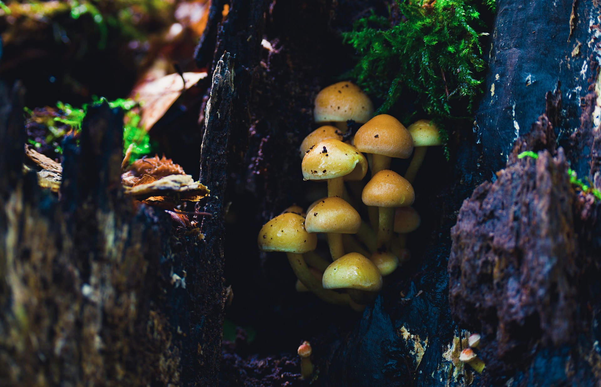 Ð¤Ð¾ÑÐ° - pixabay.com