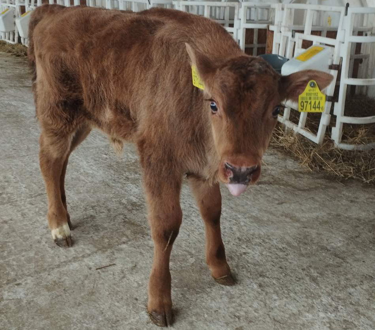 Ð¤Ð¾ÑÐ¾ - "Ð¡ÐµÐ»ÑÑÐºÐ°Ñ Ð³Ð°Ð·ÐµÑÐ°"