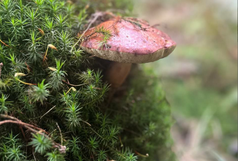 ÐллÑÑÑÑаÑивное изобÑажение