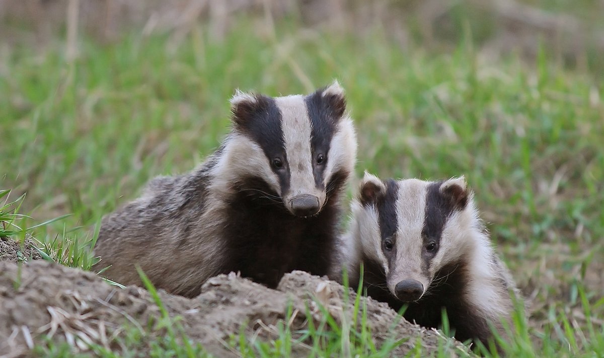 ÐÐ»Ð»ÑÑÑÑÐ°ÑÐ¸Ð²Ð½Ð¾Ðµ Ð¸Ð·Ð¾Ð±ÑÐ°Ð¶ÐµÐ½Ð¸Ðµ