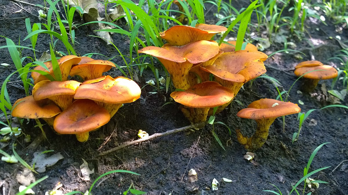 ÐмÑÐ°Ð»Ð¾Ñ Ð¼Ð°ÑлиновÑй, ÑоÑо Ñделано в ЮÐÐ , ФоÑо â Christian Ferrer, ÐикипедиÑ