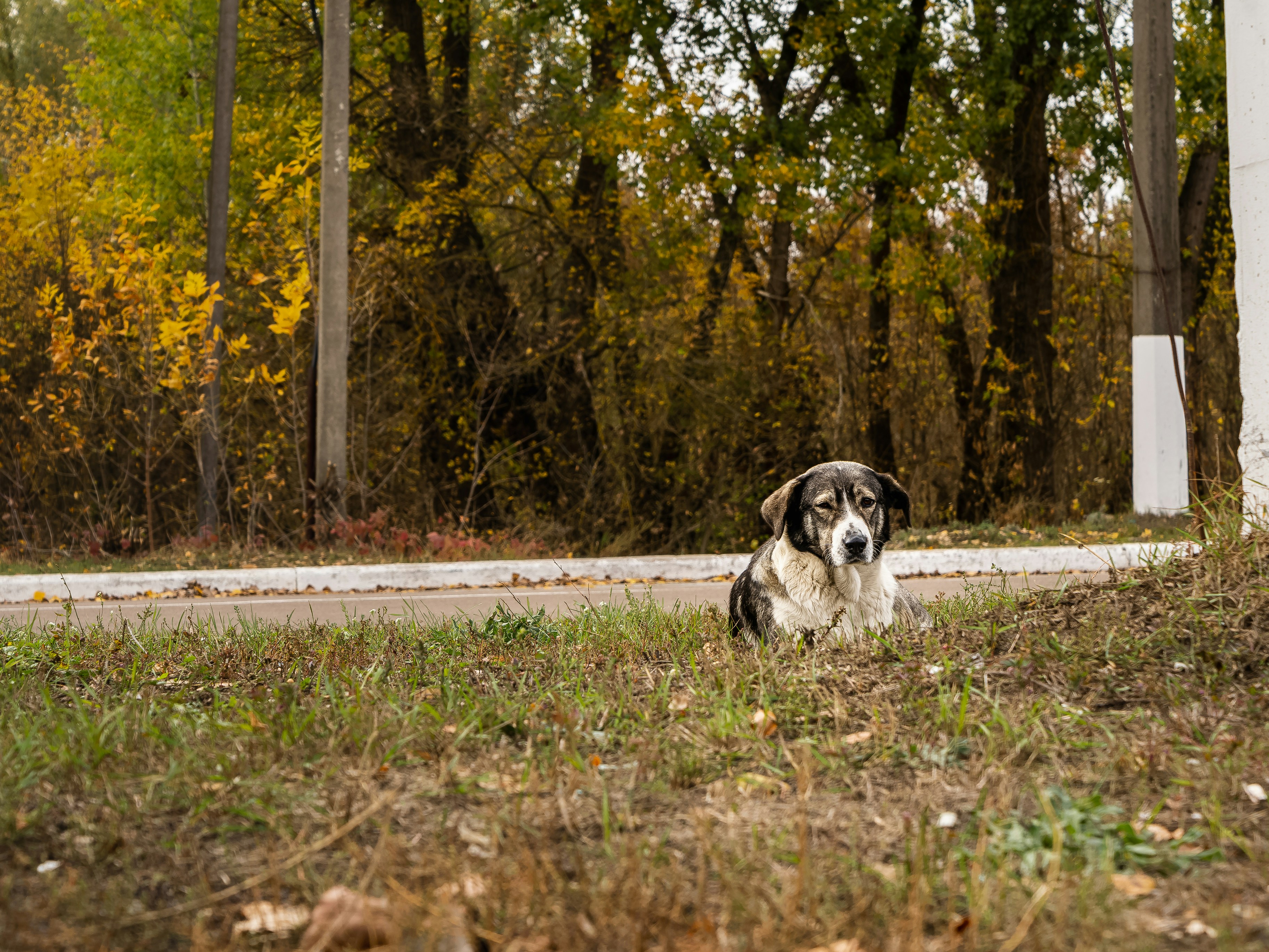 ÐÐ¾Ð·Ð»Ðµ ÐÑÐ¸Ð¿ÑÑÐ¸, 2019. Ð¤Ð¾ÑÐ¾ â Viktor Hesse Â Ð½Ð° Unsplash