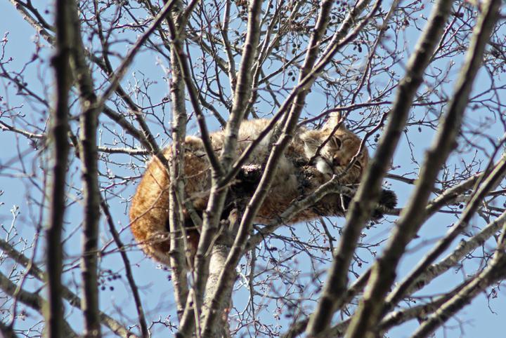 Ð ÑÑÑ Ð·Ð°ÑÐ½ÑÐ»Ð° Ð½Ð° Ð²ÐµÑÑÑÑÐºÐµ Ð´ÐµÑÐµÐ²Ð° Ð² ÐÐ°Ð»Ð¸Ð±Ð¾ÐºÑÐºÐ¾Ð¹ Ð¿ÑÑÐµ, 2020 Ð³Ð¾Ð´