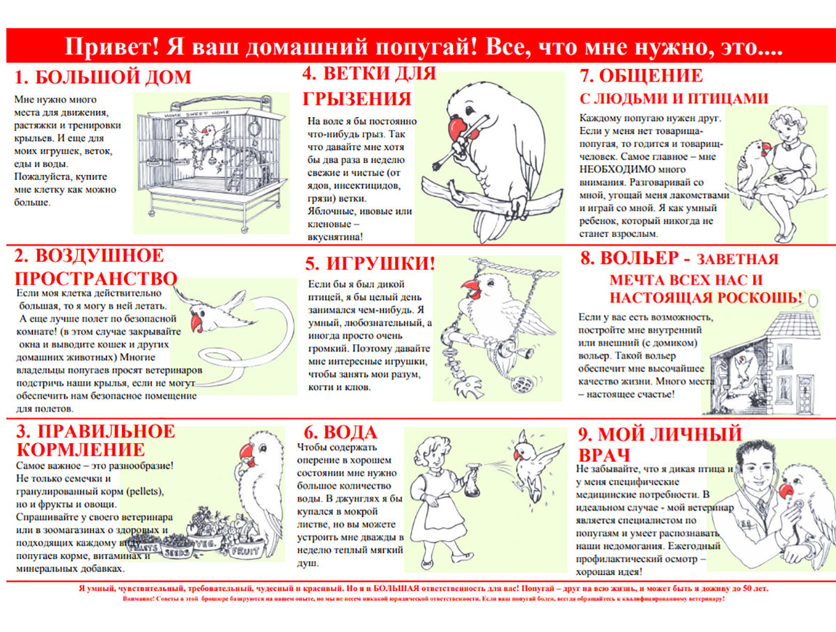 Чудо природы» в цветных перьях | greenbelarus.info