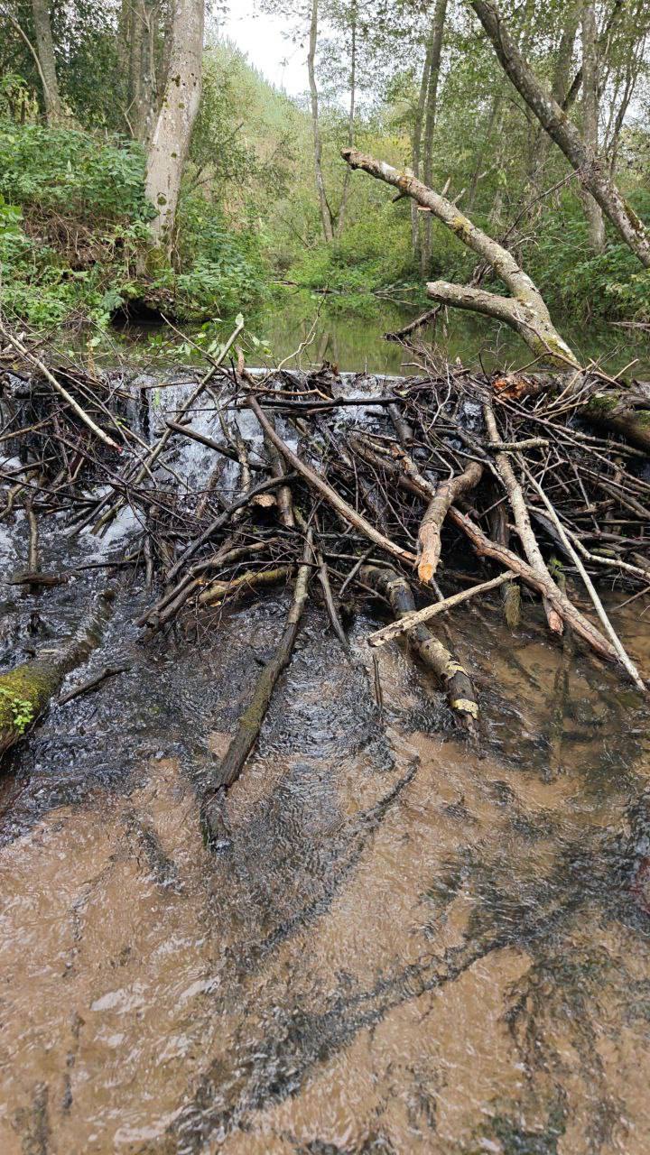 Ð¤Ð¾ÑÐ¾ - Facebook Salmon Protection Project 