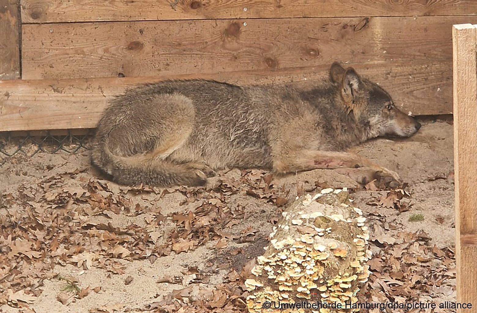 ÐÐ¾Ð»Ðº ÑÐµÐ¹ÑÐ°Ñ Ð½Ð°ÑÐ¾Ð´Ð¸ÑÑÑ Ð² Ð¿ÑÐ¸ÑÑÐµ Ð´Ð»Ñ Ð´Ð¸ÐºÐ¸Ñ Ð¶Ð¸Ð²Ð¾ÑÐ½ÑÑ