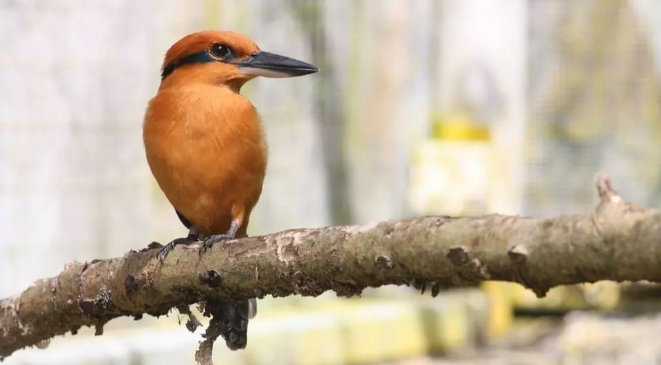 ÐÑÐ°Ð¼ÑÐºÐ°Ñ Ð°Ð»ÑÑÐ¸Ð¾Ð½Ð° (Todiramphus cinnamominus) Zoological Society of London