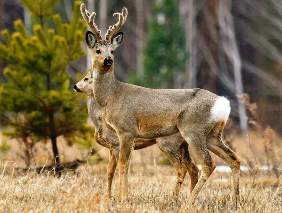 ÐÐ»Ð»ÑÑÑÑÐ°ÑÐ¸Ð²Ð½Ð¾Ðµ Ð¸Ð·Ð¾Ð±ÑÐ°Ð¶ÐµÐ½Ð¸Ðµ