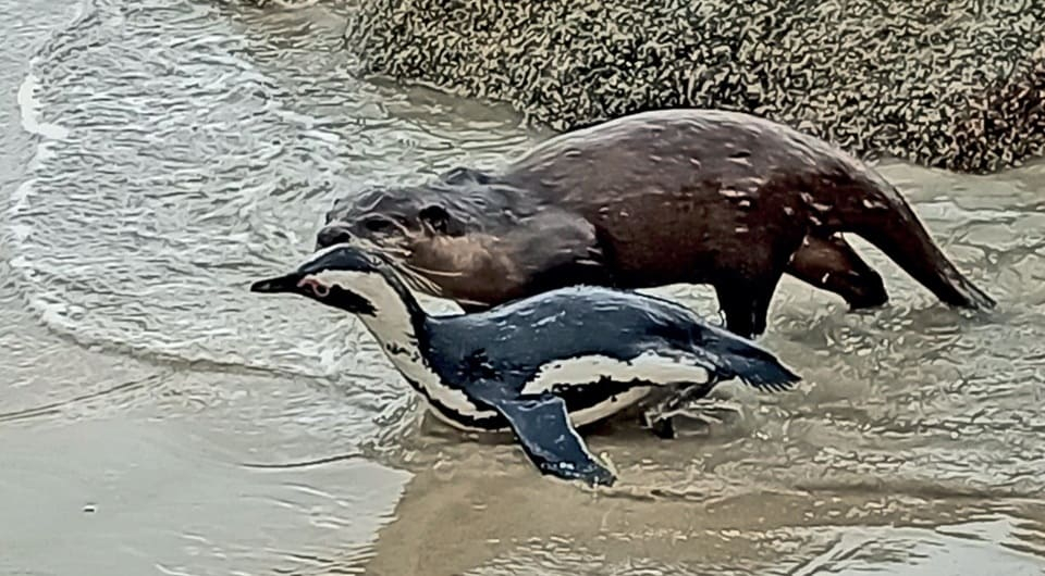 ÐÐ°Ð¿ÑÐºÐ°Ñ Ð±ÐµÑÐºÐ¾Ð³Ð¾ÑÐ½Ð°Ñ Ð²ÑÐ´ÑÐ° Ð¿Ð¾Ð¹Ð¼Ð°Ð»Ð° Ð¾ÑÐºÐ¾Ð²Ð¾Ð³Ð¾ Ð¿Ð¸Ð½Ð³Ð²Ð¸Ð½Ð°. Ð¤Ð¾ÑÐ¾ - Albert Snyman et al. / Ostrich. 2025