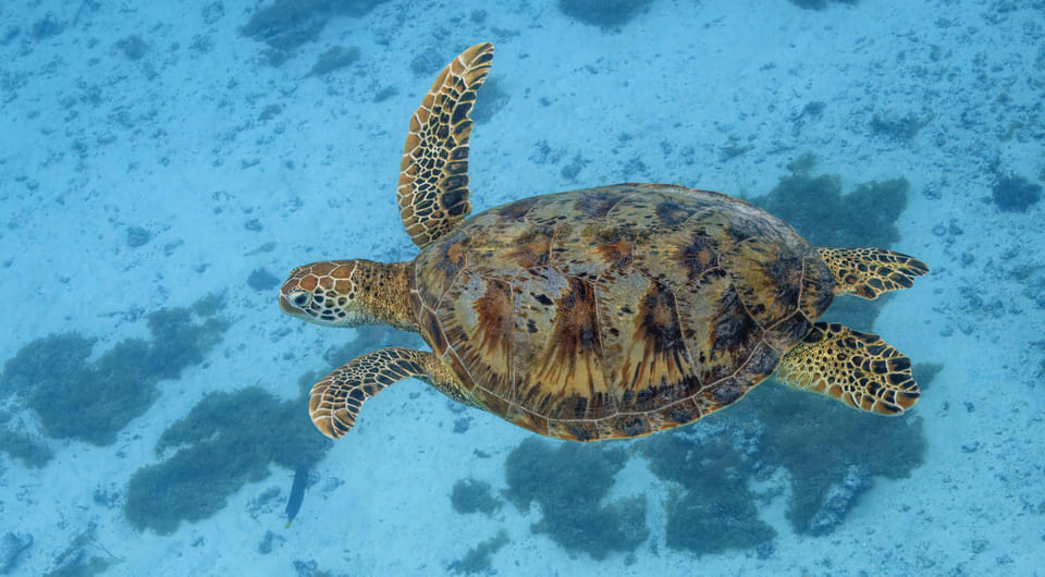 ÐÐµÐ»ÐµÐ½Ð°Ñ ÑÐµÑÐµÐ¿Ð°ÑÐ° (Chelonia mydas) Charles J. Sharp / Wikimedia Commons / CC BY-SA 4.0