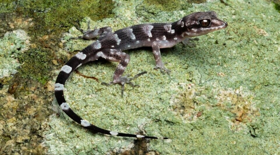 ÐÐµÐºÐºÐ¾Ð½ Nactus simakal Ñ Ð¾ÑÑÑÐ¾Ð²Ð° ÐÐ°ÑÐ°Ð½. Ð¤Ð¾ÑÐ¾ - Conrad Hoskin et al. / Zootaxa, 2024