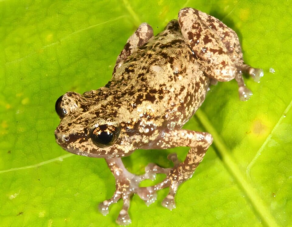 ÐÑÐ³ÑÑÐºÐ° Choerophryne koeypad Ñ Ð¾ÑÑÑÐ¾Ð²Ð° ÐÐ°ÑÐ°Ð½. Ð¤Ð¾ÑÐ¾ - Conrad Hoskin / Zootaxa, 2025