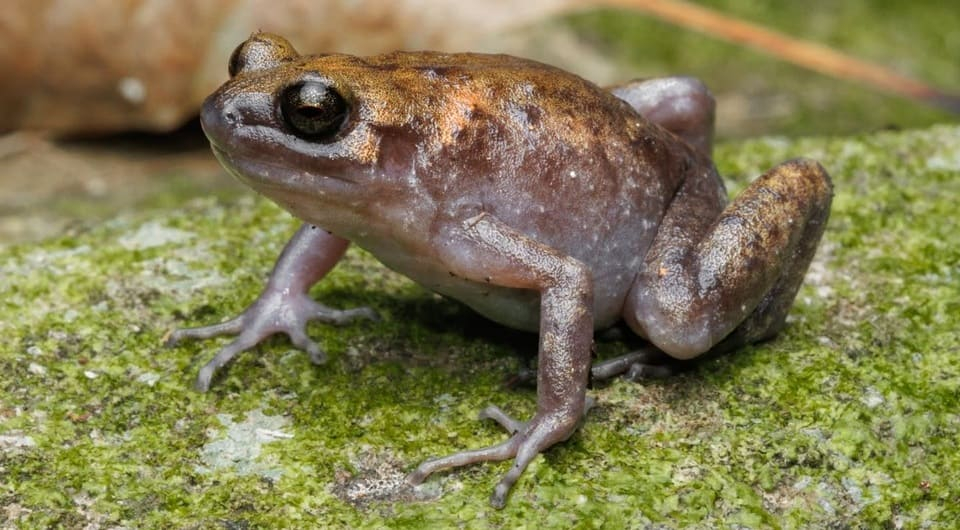 ÐÑÐ³ÑÑÐºÐ° Callulops gobakula Ñ Ð¾ÑÑÑÐ¾Ð²Ð° ÐÐ°ÑÐ°Ð½. Ð¤Ð¾ÑÐ¾ - Conrad Hoskin / Zootaxa, 2025
