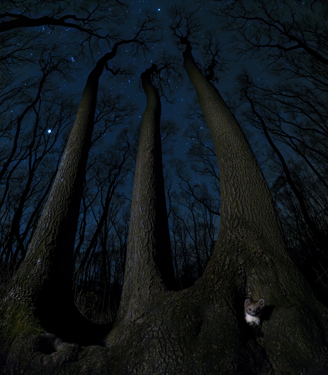 Â«ÐÐ¾Ð»ÑÐ½Ð¾ÑÐ½ÑÐ¹ Ð¾ÑÐ¾ÑÐ½Ð¸ÐºÂ»   1/9  Csaba Daroczi / German Society for Nature Photography