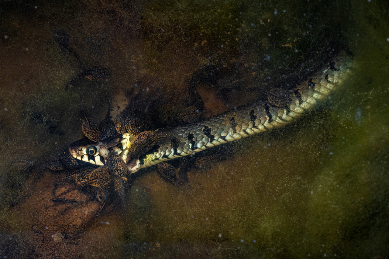 Â«Ð¡Ð¼ÐµÐ½Ð° ÑÐ¾Ð»ÐµÐ¹Â»   1/9  Jonathan Fieber / German Society for Nature Photography