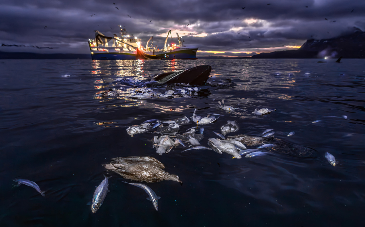 Â«ÐÐ¿Ð°ÑÐ½Ð°Ñ Ð¿Ð¸ÑÐ°Â»   1/9  Audun Rikardsen / German Society for Nature Photography