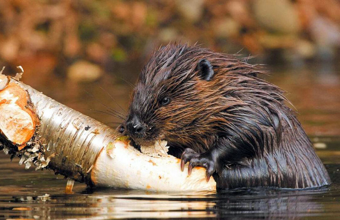 ÐÐ»Ð»ÑÑÑÑÐ°ÑÐ¸Ð²Ð½Ð¾Ðµ Ð¸Ð·Ð¾Ð±ÑÐ°Ð¶ÐµÐ½Ð¸Ðµ