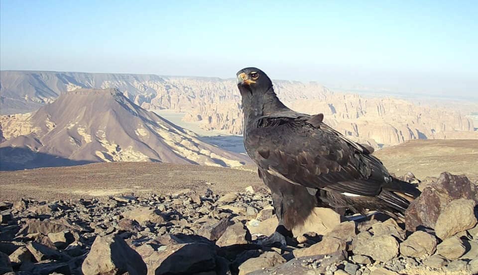 ÐÑÐ»Ñ ÐÐµÑÑÐ¾, Ð¡Ð°ÑÐ´Ð¾Ð²ÑÐºÐ°Ñ ÐÑÐ°Ð²Ð¸Ñ. Ð¤Ð¾ÑÐ¾: KSA research team