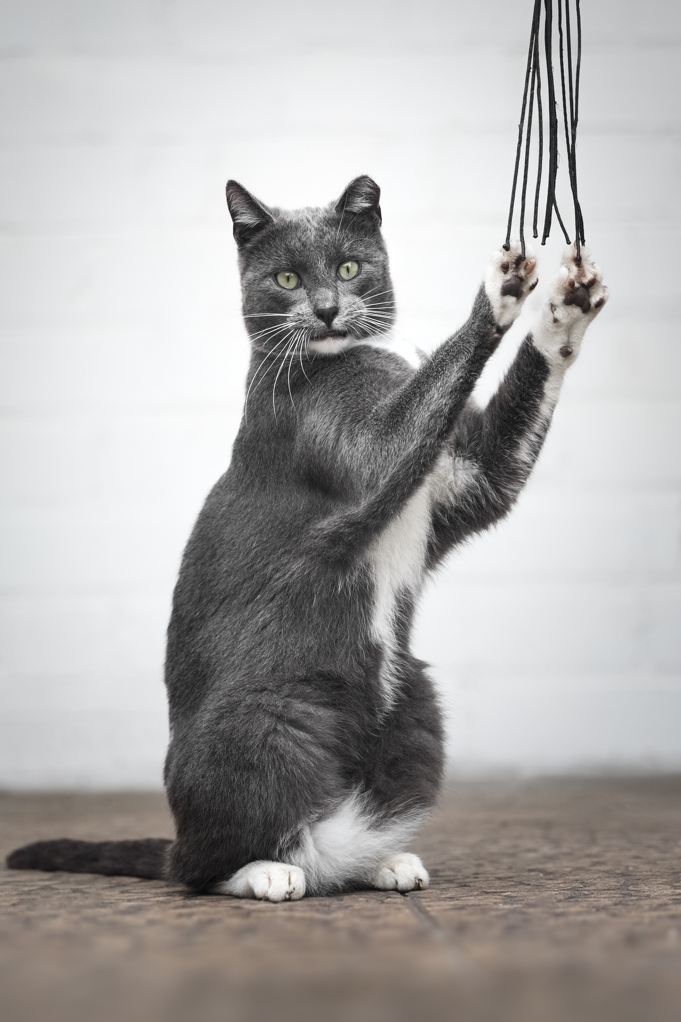 ÐÐ°Ð½ÑÐµ, Ð¢Ð¾Ð½Ð¸ Ð¸ ÐÐ°Ð½Ð´Ð¾Ñ. Ð£Ð¼Ð½ÑÐµ Ð¸ ÑÑÑÐ½ÑÐµ Ð·Ð²ÐµÑÐ¸. ÐÑÑÑ Ð´Ð¾Ð¼