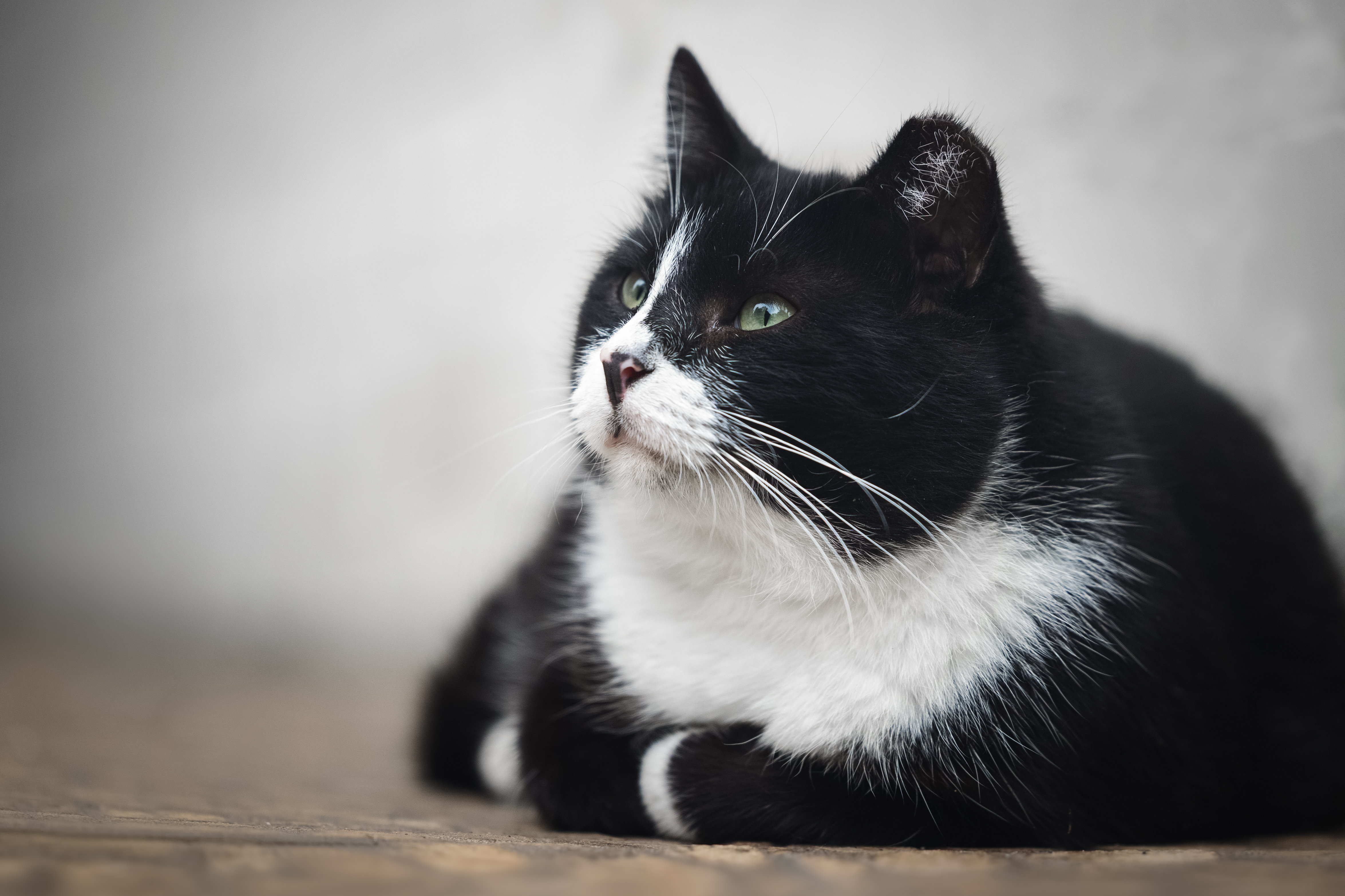 ÐÐ°Ð½ÑÐµ, Ð¢Ð¾Ð½Ð¸ Ð¸ ÐÐ°Ð½Ð´Ð¾Ñ. Ð£Ð¼Ð½ÑÐµ Ð¸ ÑÑÑÐ½ÑÐµ Ð·Ð²ÐµÑÐ¸. ÐÑÑÑ Ð´Ð¾Ð¼