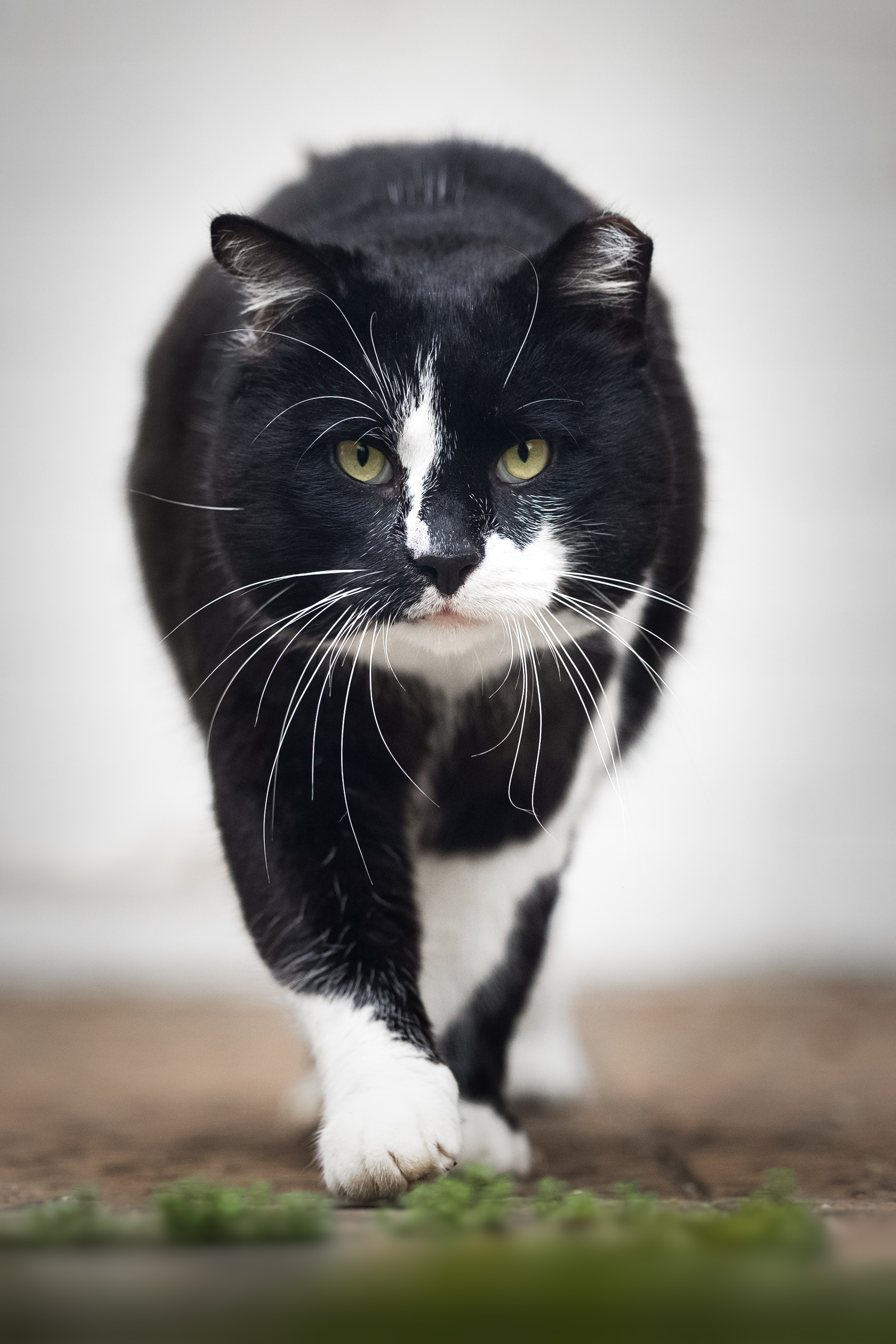 ÐÐ°Ð½ÑÐµ, Ð¢Ð¾Ð½Ð¸ Ð¸ ÐÐ°Ð½Ð´Ð¾Ñ. Ð£Ð¼Ð½ÑÐµ Ð¸ ÑÑÑÐ½ÑÐµ Ð·Ð²ÐµÑÐ¸. ÐÑÑÑ Ð´Ð¾Ð¼