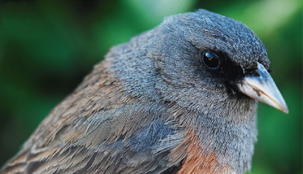 Ð Ð¾Ð´ÑÐ¸Ð³ÐµÑÑÐºÐ°Ñ ÐºÐ°Ð¼ÑÑÐ¾Ð²ÐºÐ°, Happolati â Own work, CC BY-SA 4.0