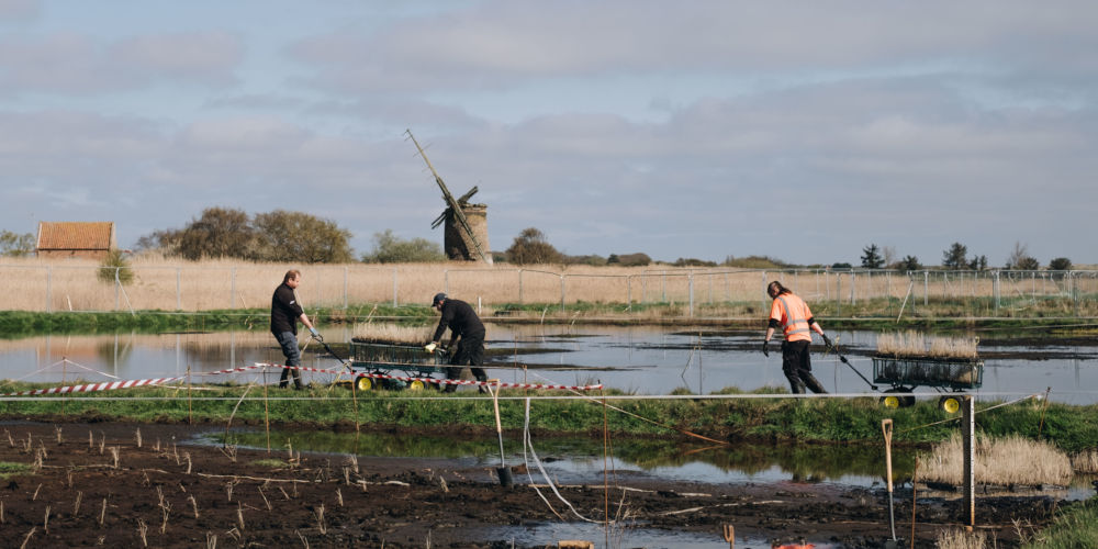 ÐÐ¾ÑÐ°Ð´ÐºÐ° ÑÑÐ¾ÑÑÐ½Ð¸ÐºÐ° Ð² ÑÐ°Ð¼ÐºÐ°Ñ Ð¿ÑÐ¾ÐµÐºÑÐ° Â«Horsey WetlandÂ». Ð¤Ð¾ÑÐ¾: Broads Authority