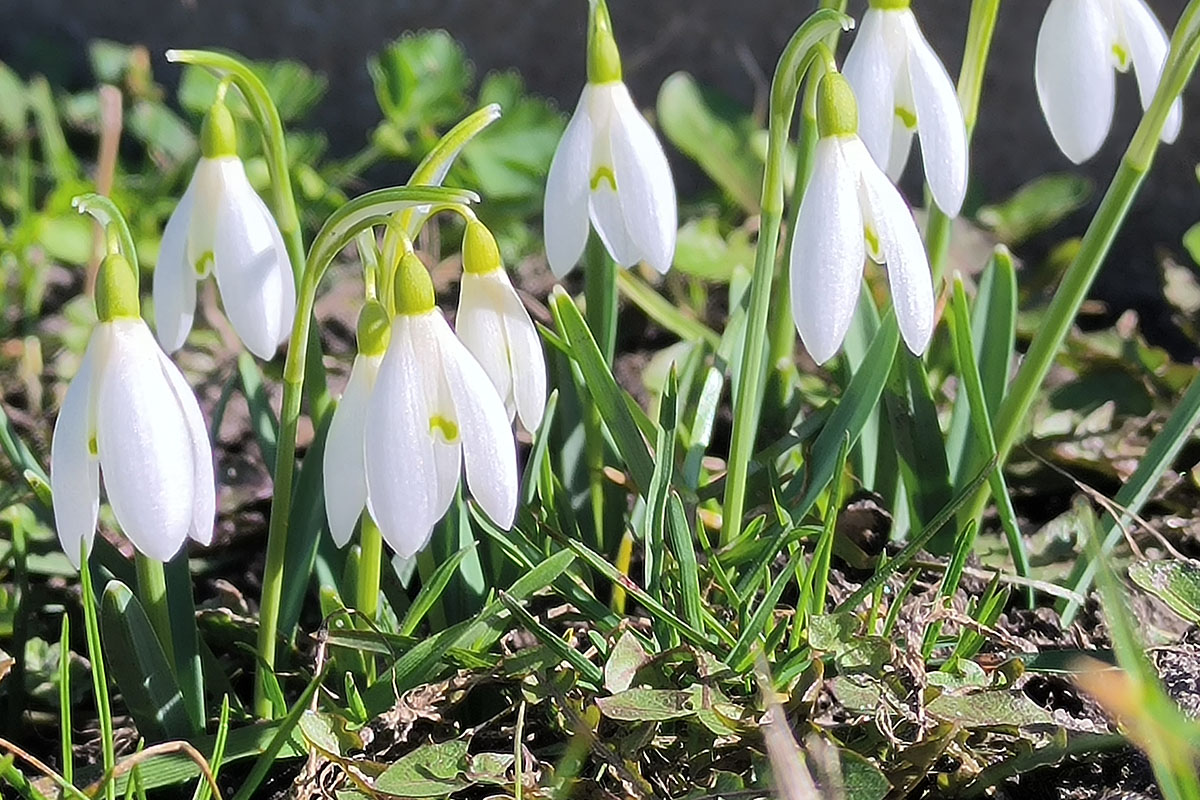 Ð Ð°Ð½Ð½ÑÑ Ð²ÐµÑÐ½Ð° Ð² ÐÐµÐ»Ð°ÑÑÑÐ¸ ÑÐ¾Ð¿ÑÐ¾Ð²Ð¾Ð¶Ð´Ð°ÐµÑÑÑ Ð¿Ð¾ÑÐµÐ¿Ð»ÐµÐ½Ð¸ÐµÐ¼ Ð¸ Ð¸Ð·Ð¼ÐµÐ½ÐµÐ½Ð¸ÑÐ¼Ð¸ Ð² Ð¿ÑÐ¸ÑÐ¾Ð´Ð½ÑÑ ÑÐ¸ÐºÐ»Ð°Ñ.