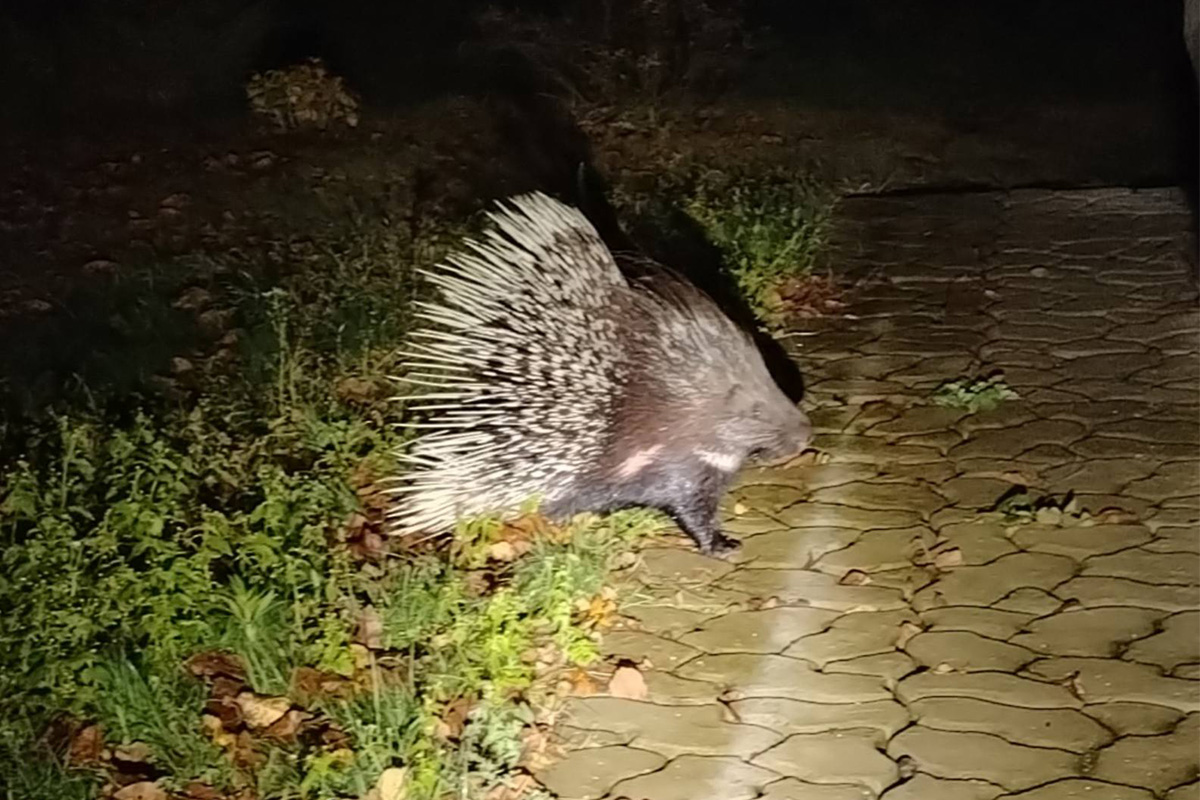 ÐÐ·ÑÐºÐ°Ð±ÑÐ°Ð·