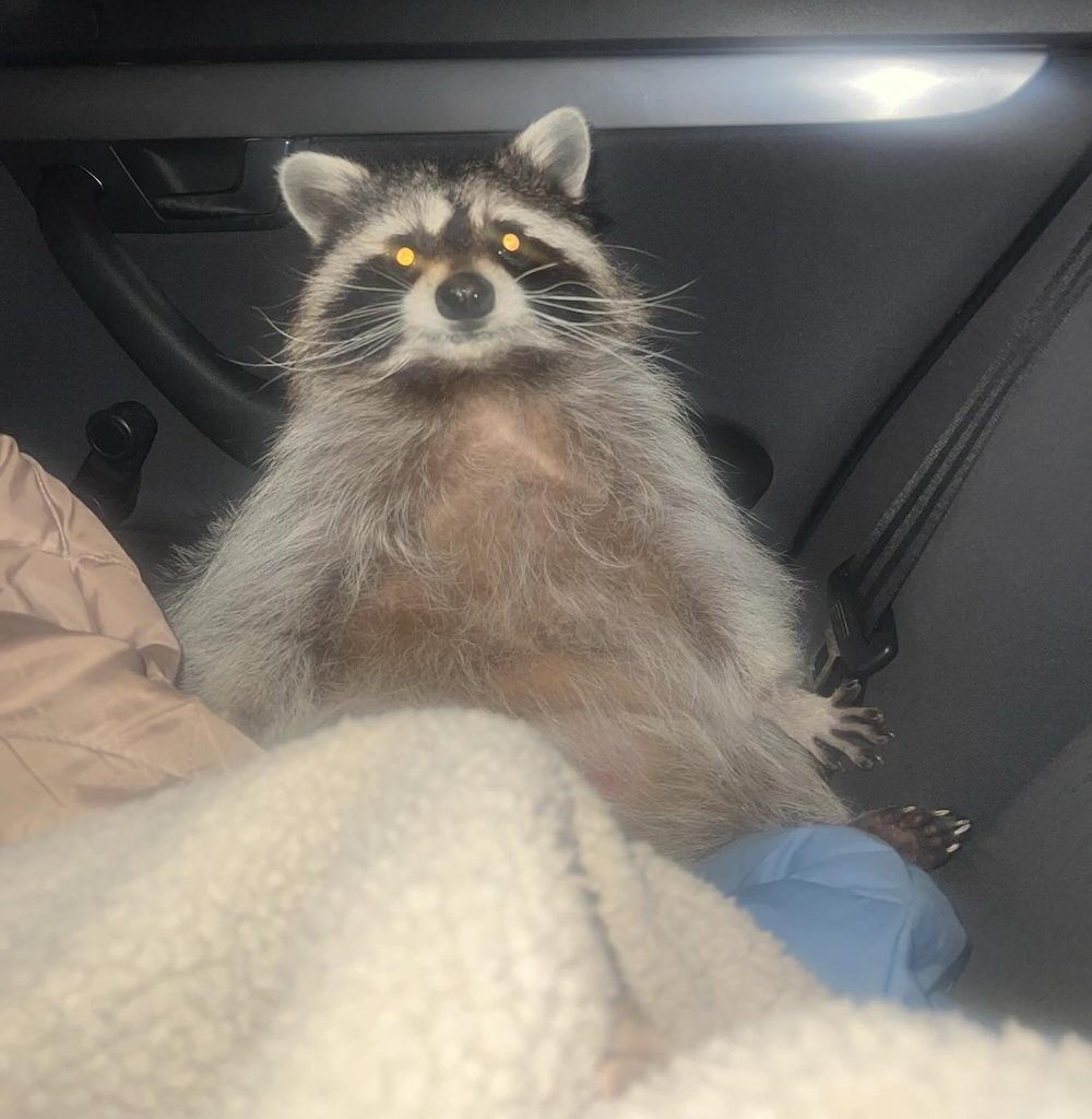 ÐÐ½Ð¾ÑÐ¸ÑÐ° ÐÐ°ÑÐ¸Ð»Ð¸ÑÐ°. Ð¤Ð¾ÑÐ¾ Ð¸Ð· ÑÐ¾ÑÐ¸Ð°Ð»ÑÐ½Ð¾Ð¹ ÑÐµÑÐ¸ Ð½Ð¾Ð²Ð¾Ð¹ ÑÐ¾Ð·ÑÐ¹ÐºÐ¸ Ð¶Ð¸Ð²Ð¾ÑÐ½Ð¾Ð³Ð¾