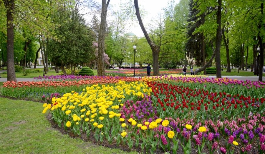 ÐÐ»ÑÐ¼Ð±Ð° Ð² Ð³Ð¾Ð¼ÐµÐ»ÑÑÐºÐ¾Ð¼ Ð¿Ð°ÑÐºÐµ. Ð¤Ð¾ÑÐ¾ - Ð¤Ð»Ð°Ð³ÑÐ¾Ðº