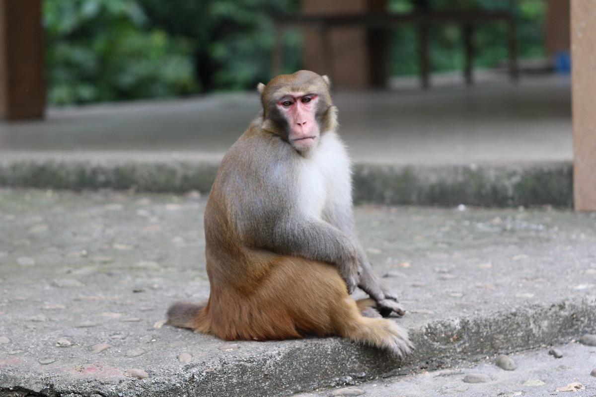 ÐÐ°ÐºÐ°Ðº-ÑÐµÐ·ÑÑ (Ð»Ð°Ñ. Macaca mulatta). Ð¤Ð¾ÑÐ¾: Flickr / Donald Hobern