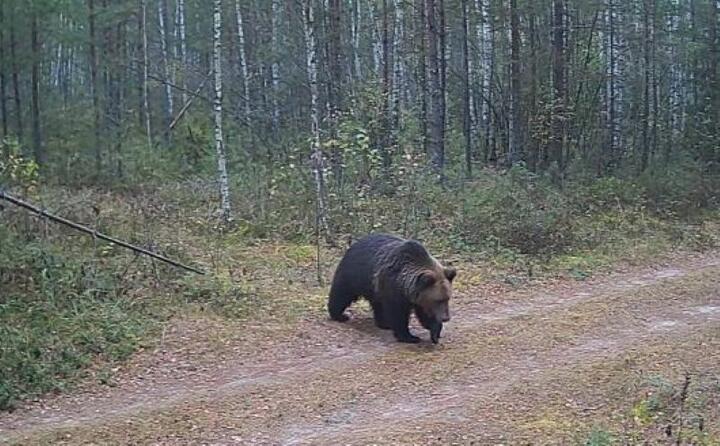 ÐÑÑÑÐ¹ Ð¼ÐµÐ´Ð²ÐµÐ´Ñ. Ð¤Ð¾ÑÐ¾ - ÐÐ¾ÑÐ¸ÑÐ¾Ð²ÑÐºÐ¾Ðµ Ð¾ÑÐ¾ÑÑÐ¾Ð·ÑÐ¹ÑÑÐ²Ð¾