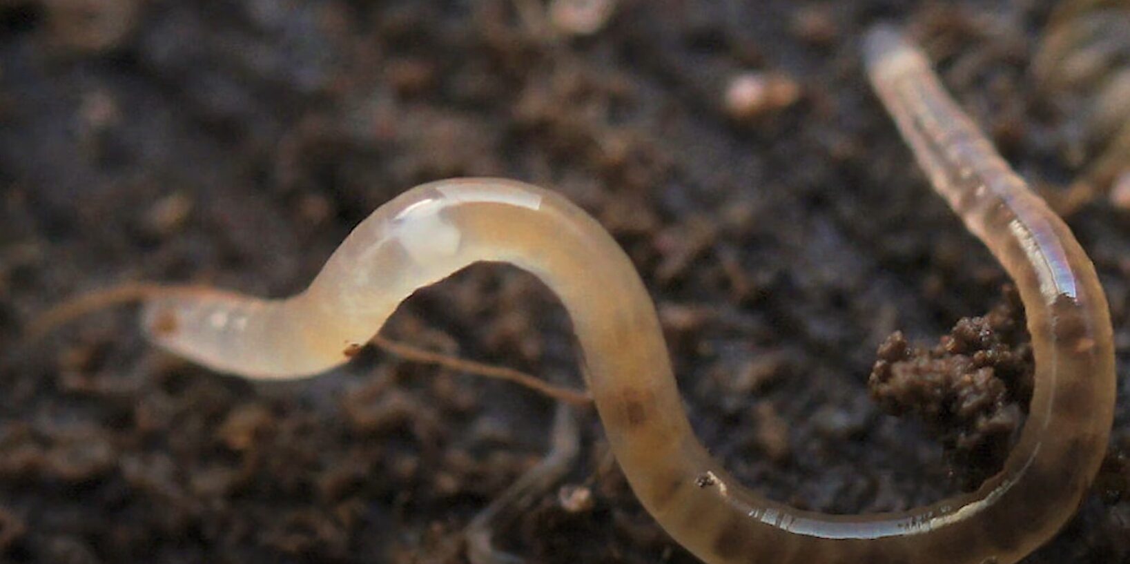 ÐÐµÐ¼Ð°ÑÐ¾Ð´Ð°. Ð¡ÐºÑÐ¸Ð½ÑÐ¾Ñ Ñ Ð²Ð¸Ð´ÐµÐ¾ Universum / YouTube