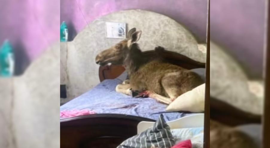 Ð¡ÑÐ¾Ð¿-ÐºÐ°Ð´Ñ Ð· Ð²ÑÐ´ÑÐ°