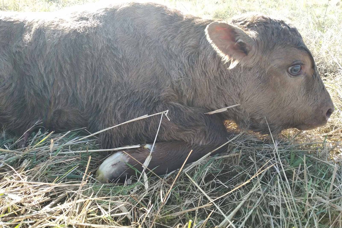 ÐÑÐ±ÑÐ¾ÑÐµÐ»ÐµÐ½Ð¾Ðº Ð² Ð¨Ð°ÑÐºÐ¾Ð²ÑÐ¸Ð½ÑÐºÐ¾Ð¼ ÑÐ°Ð¹Ð¾Ð½Ðµ. Ð¤Ð¾ÑÐ¾ - sb.by