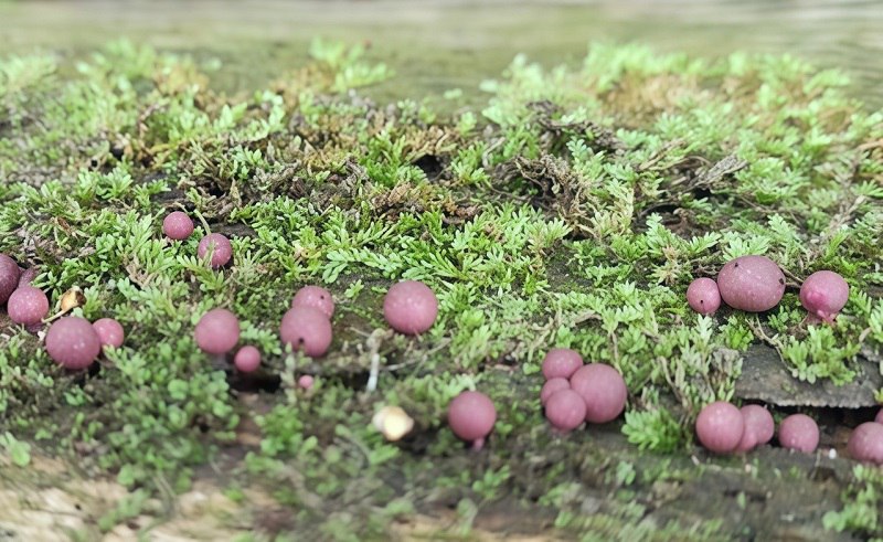 Lycogala roseosporum