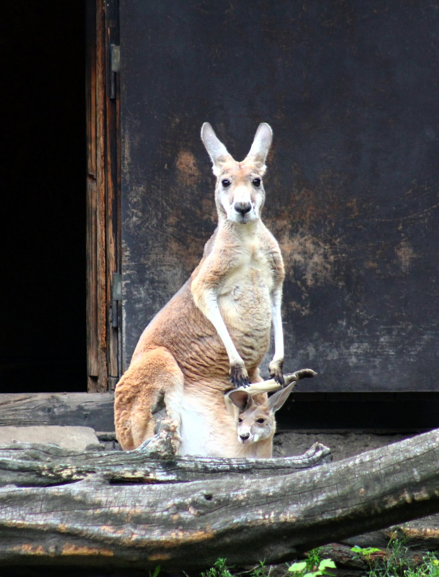 Ð¤Ð¾ÑÐ¾- ÐÐ°ÑÑÐ°Ð²ÑÐºÐ¸Ð¹ Ð·Ð¾Ð¾Ð¿Ð°ÑÐº
