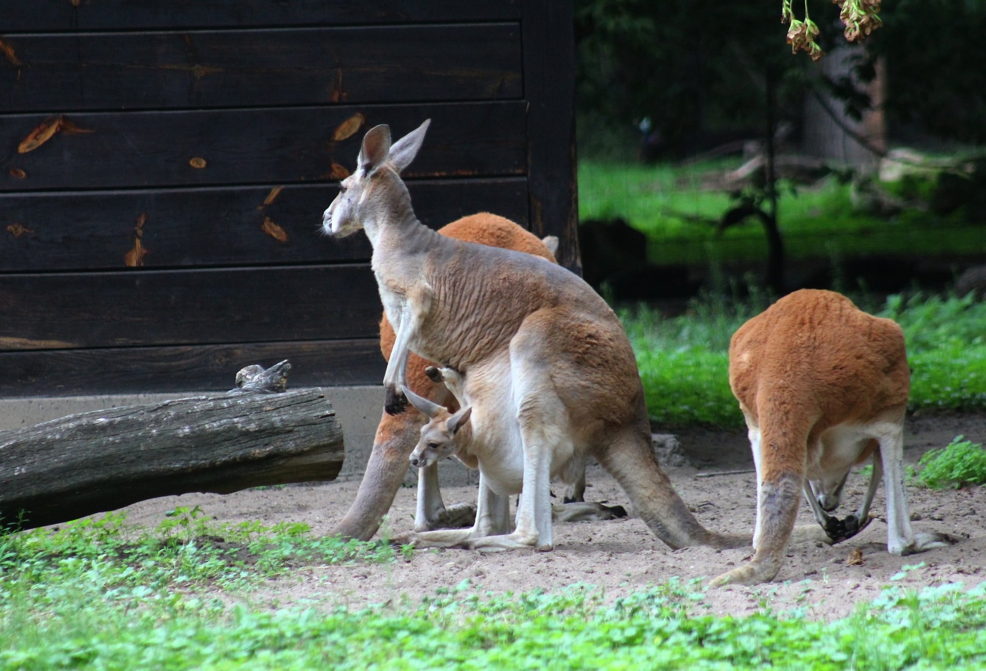 Ð¤Ð¾ÑÐ¾ - ÐÐ°ÑÑÐ°Ð²ÑÐºÐ¸Ð¹ Ð·Ð¾Ð¾Ð¿Ð°ÑÐº
