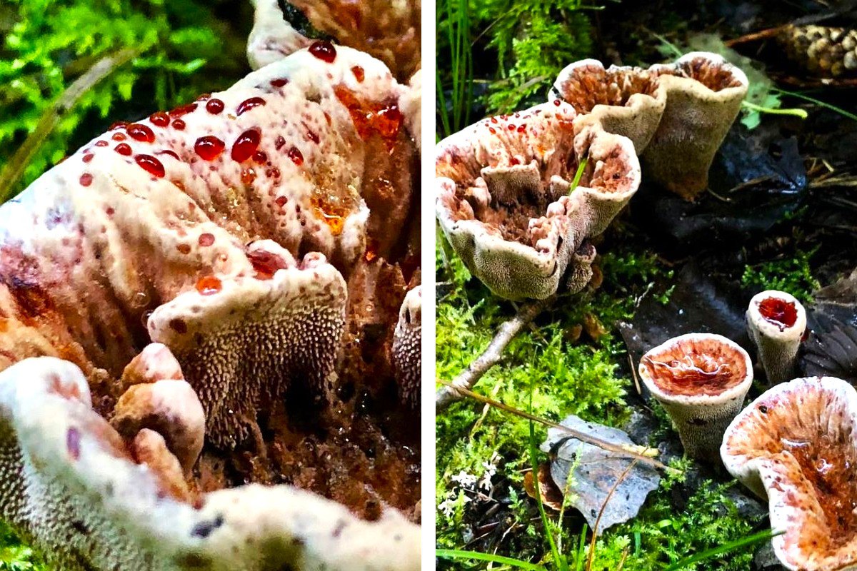 ÐÑÐ± Ð´ÑÑÐ²Ð¾Ð»Ð°. Ð¤Ð¾ÑÐ¾ - Smartpress.by