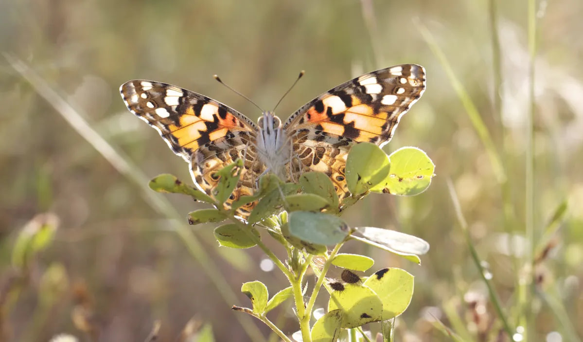 Ð¤Ð¾ÑÐ¾ - Smithsonian Magazine